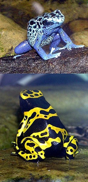 File:Blue-poison.dart.frog.and.Yellow-banded.dart.frog.arp.jpg File:Blue-poison.dart.frog.and.Yellow-banded.dart.frog.arp.jpg