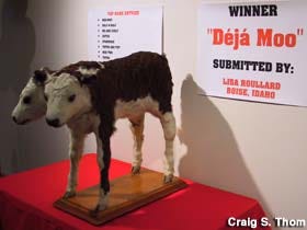 Deja Moo on display.