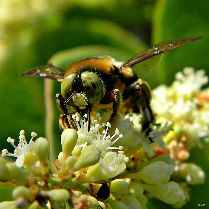 Bees see dandelions in ultraviolet. We do not.