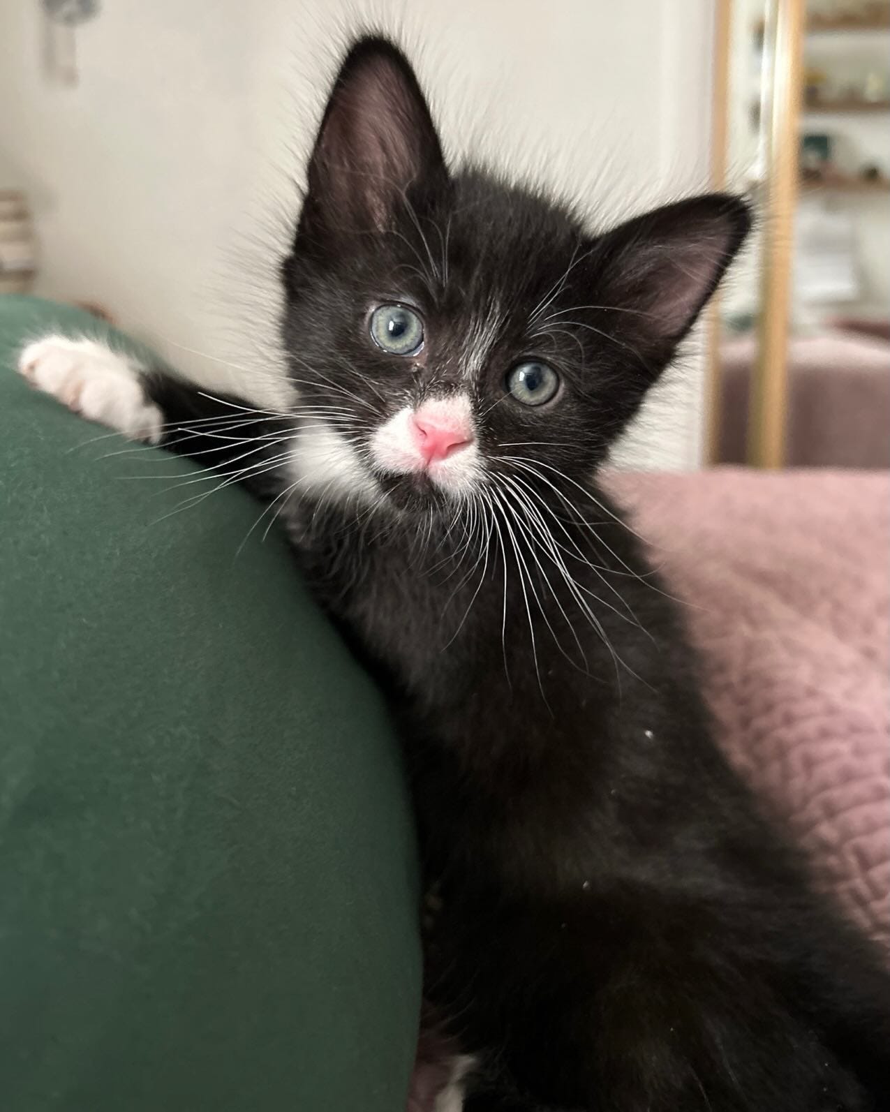 May be an image of cat May be an image of cat