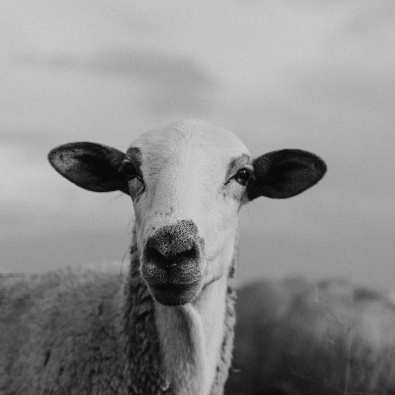 New Pasture logo