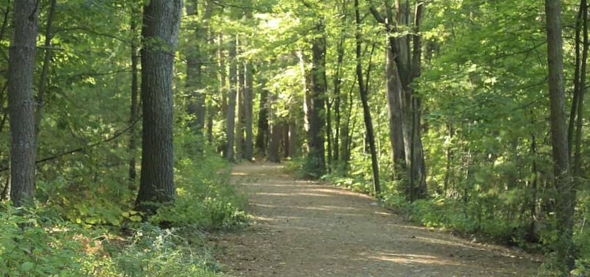 dirt road through forest at site of Brook Farm dirt road through forest at site of Brook Farm