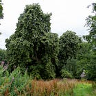 45. Peel Park Giant