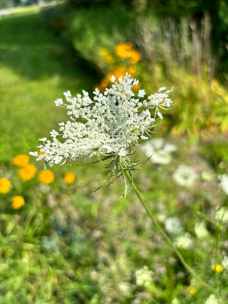 Wild Carrot