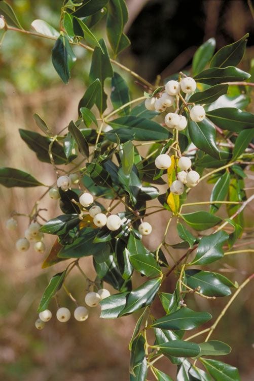 Syzygium hemilamprum [fruit - ATLAS - Anon, 1997].jpeg