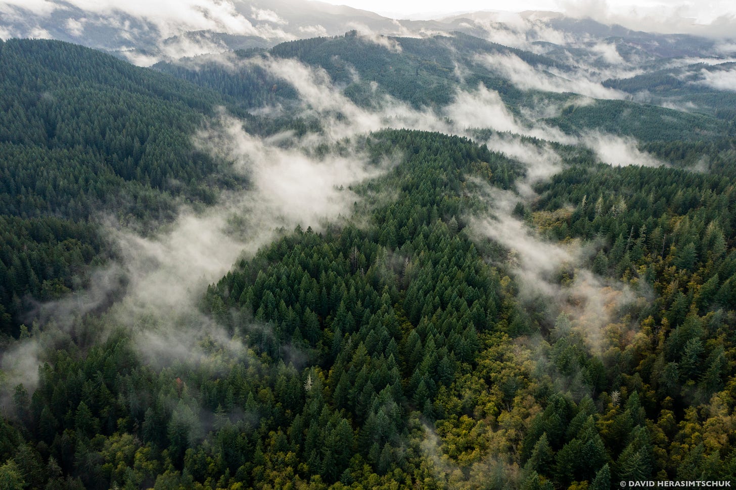 ANALYSIS: Northwest Forest Plan Changes Would Slash Environmental Protections, Double Logging Levels - Oregon Wild ANALYSIS: Northwest Forest Plan Changes Would Slash Environmental Protections, Double Logging Levels - Oregon Wild