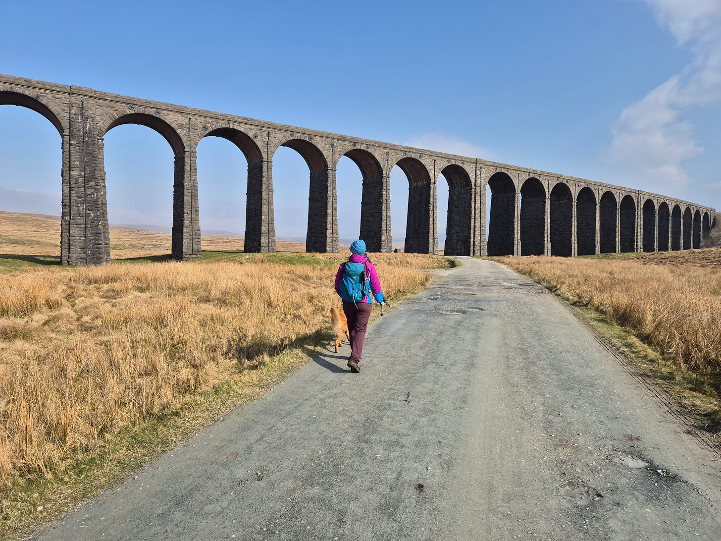 woman walks with her dog towards Ribblehead Viaduct