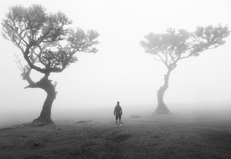 A person stands between two gnarled trees in fog. A person stands between two gnarled trees in fog.