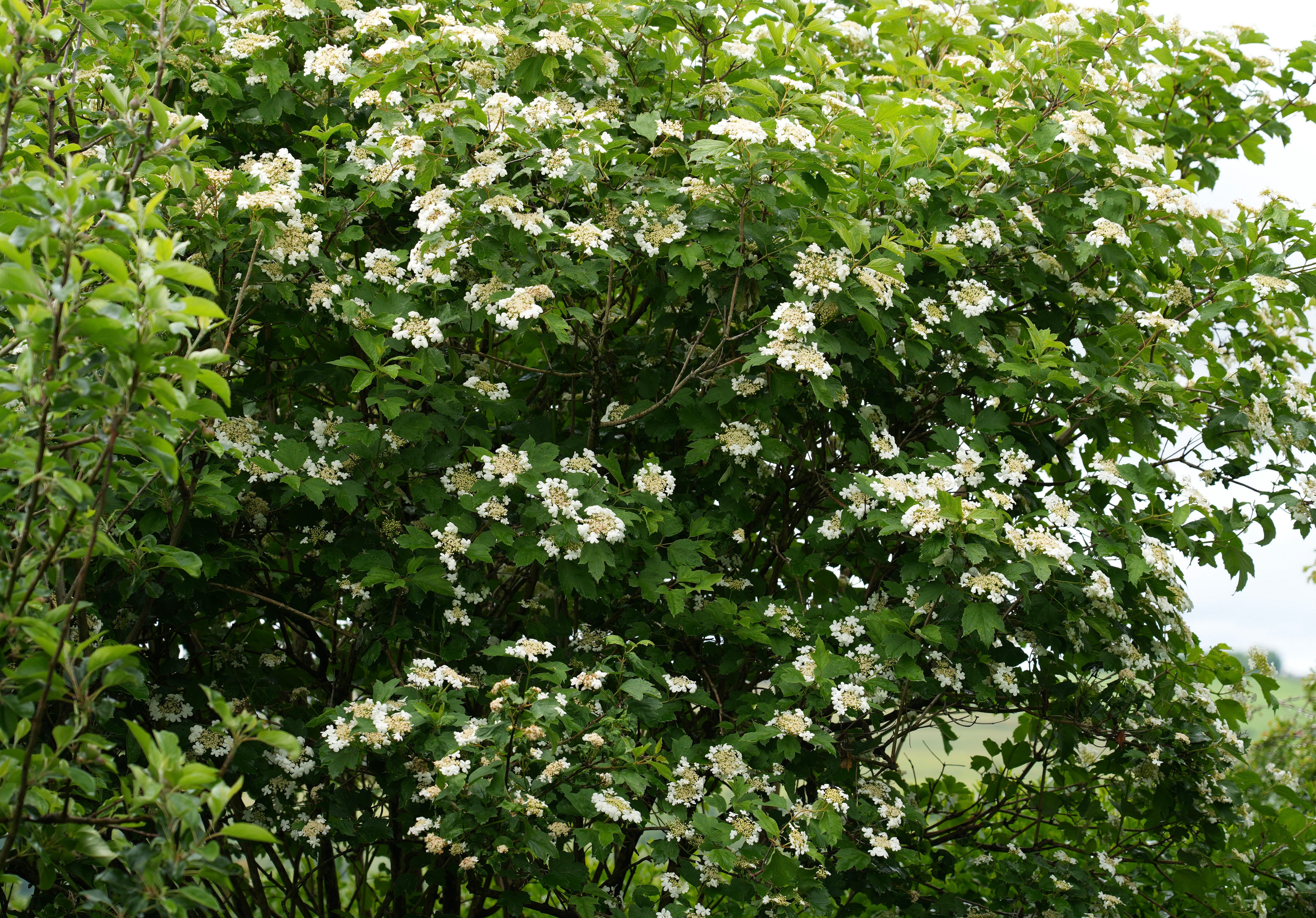 Viburnum opulus in full flower