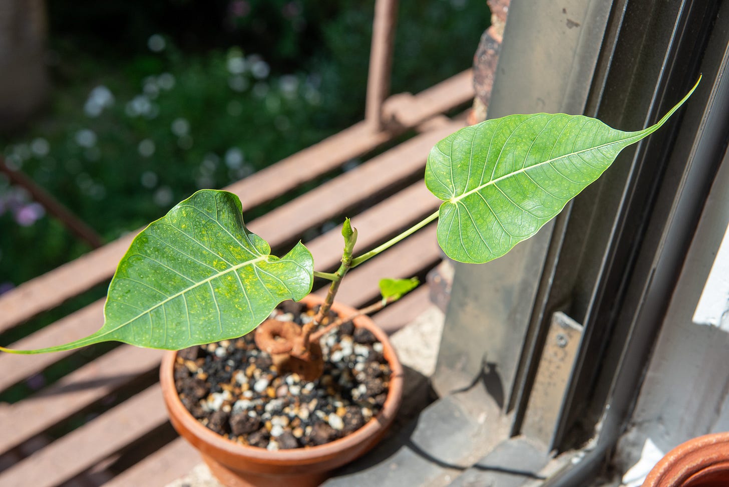 ID: Ficus religiosa bonsai
