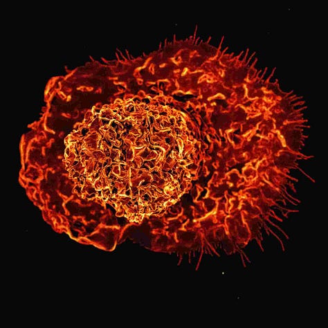 Three images of human cells taken with a microscope, each revealing a different intricate design, not unlike the galaxy images