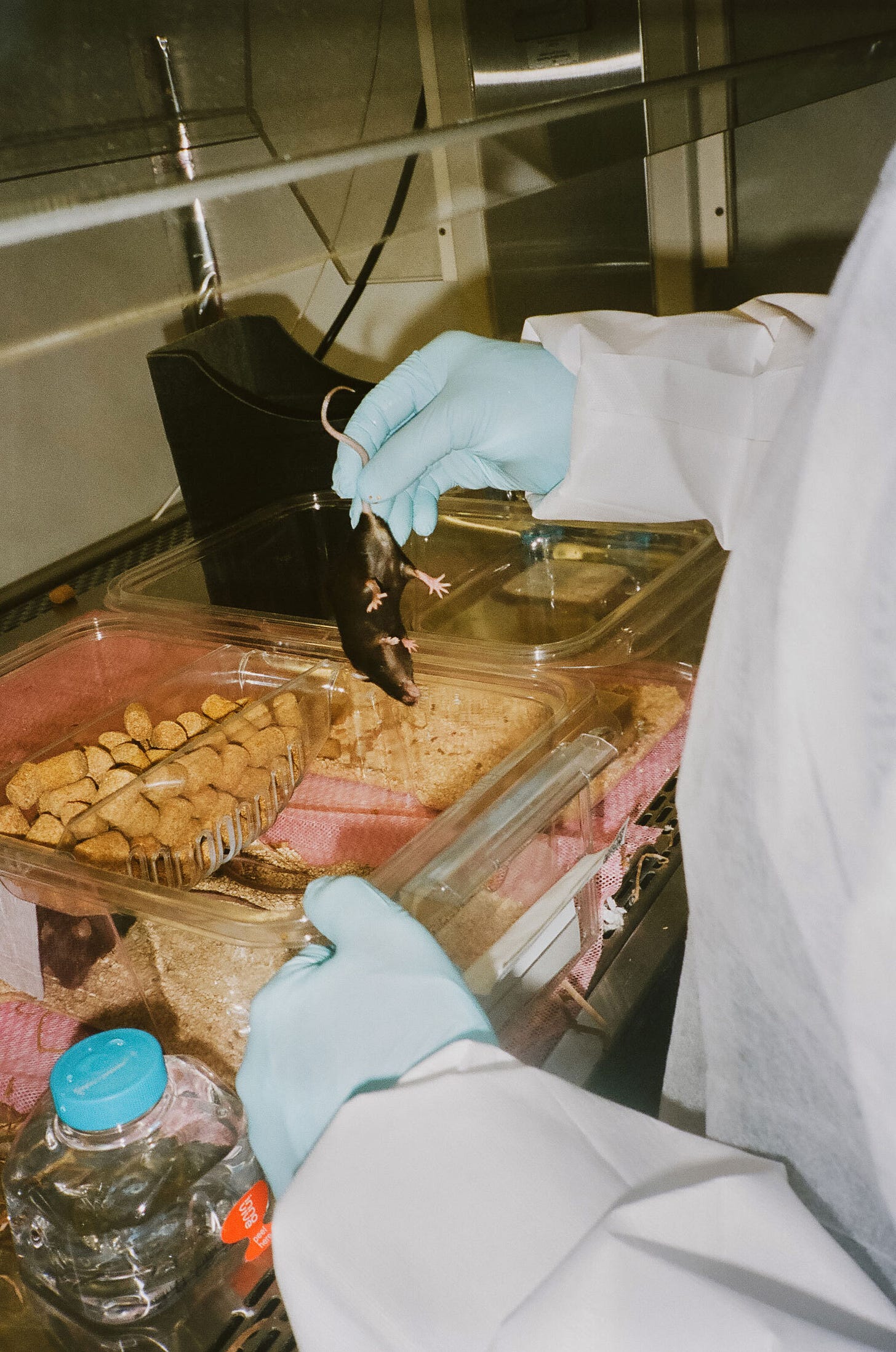 An animal technician checks on a subject.