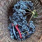 Wild Stories: Elderberry