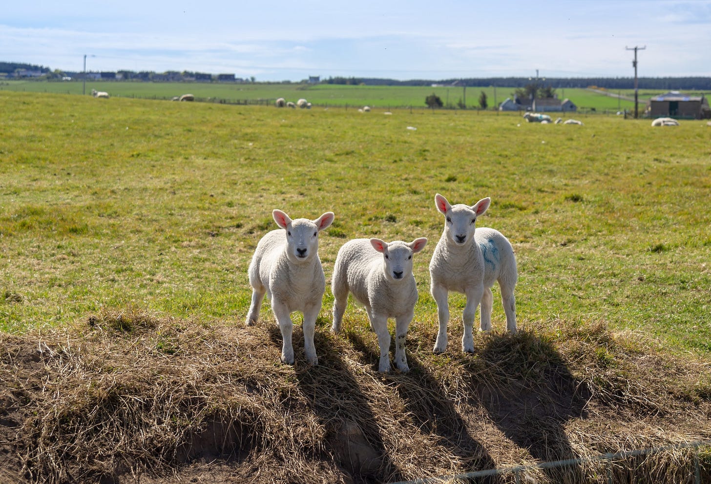 003: Welcome Baaa-ck (and other lamb puns)