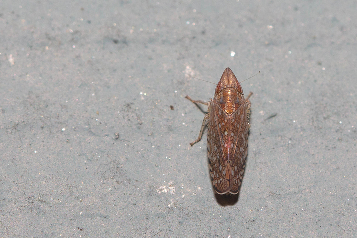 Two photos, one of the dorsal view and one of the side view, of a leafhopper with a very pointy face and wings in a mosaic of shades of shimmering brown, beige, and cream