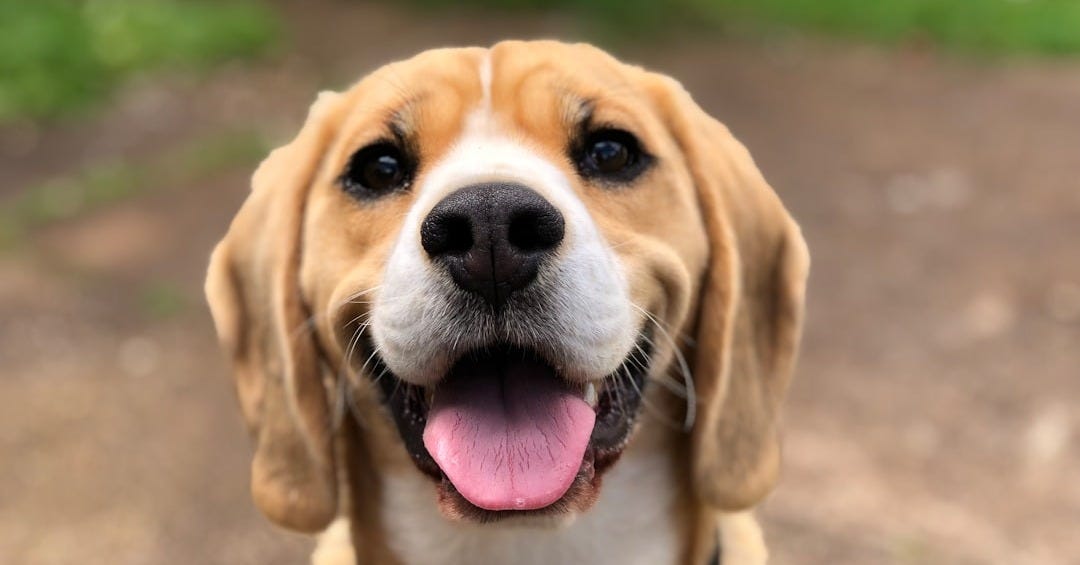 dog's face dog's face