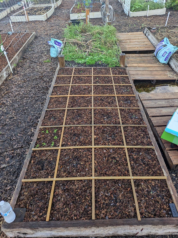 Two images showing a completed square foot gardening grid in a raised garden bed. Each image displays the garden bed divided into one-foot squares, with soil and organic mulch covering the bed, creating an organized layout for planting.