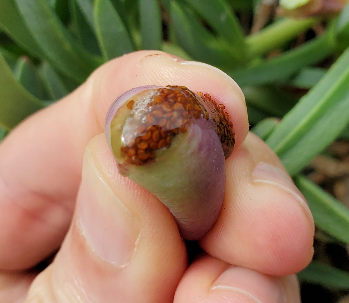 Carpobrotus glaucescens [squeezed fruit - Mt. Annan] 20230114_174533 sml.jpg
