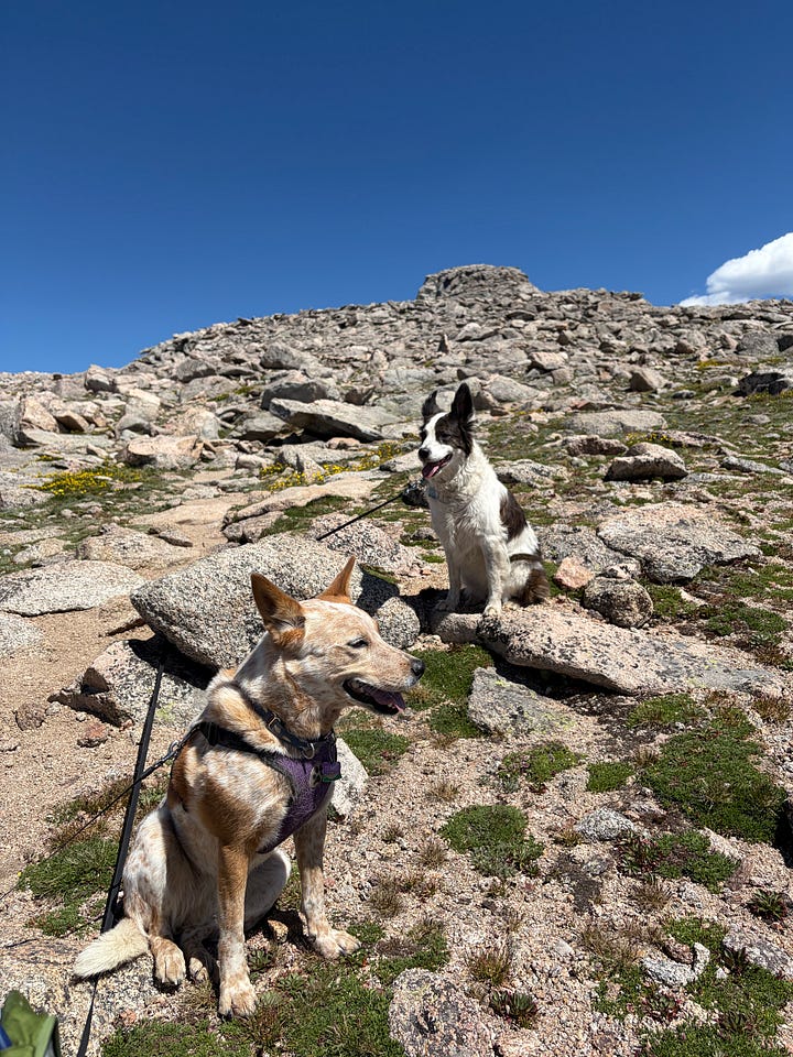two dogs sitting on a rocky trail and a border collie wading in a mountain lake