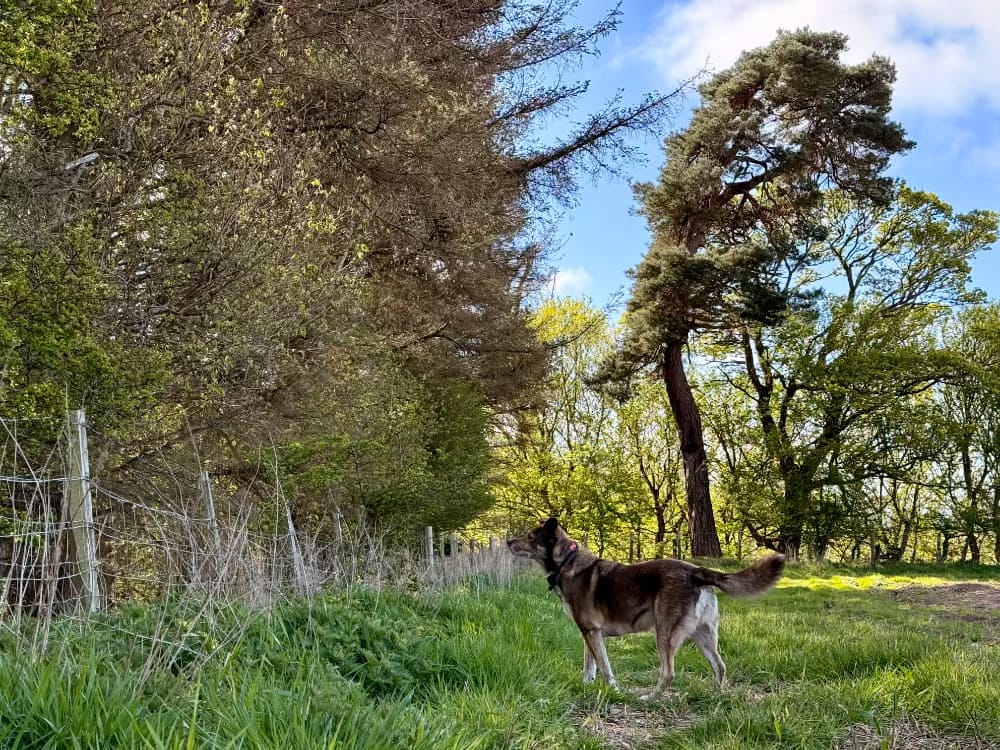 The dog hears something in the woods. The dog hears something in the woods.