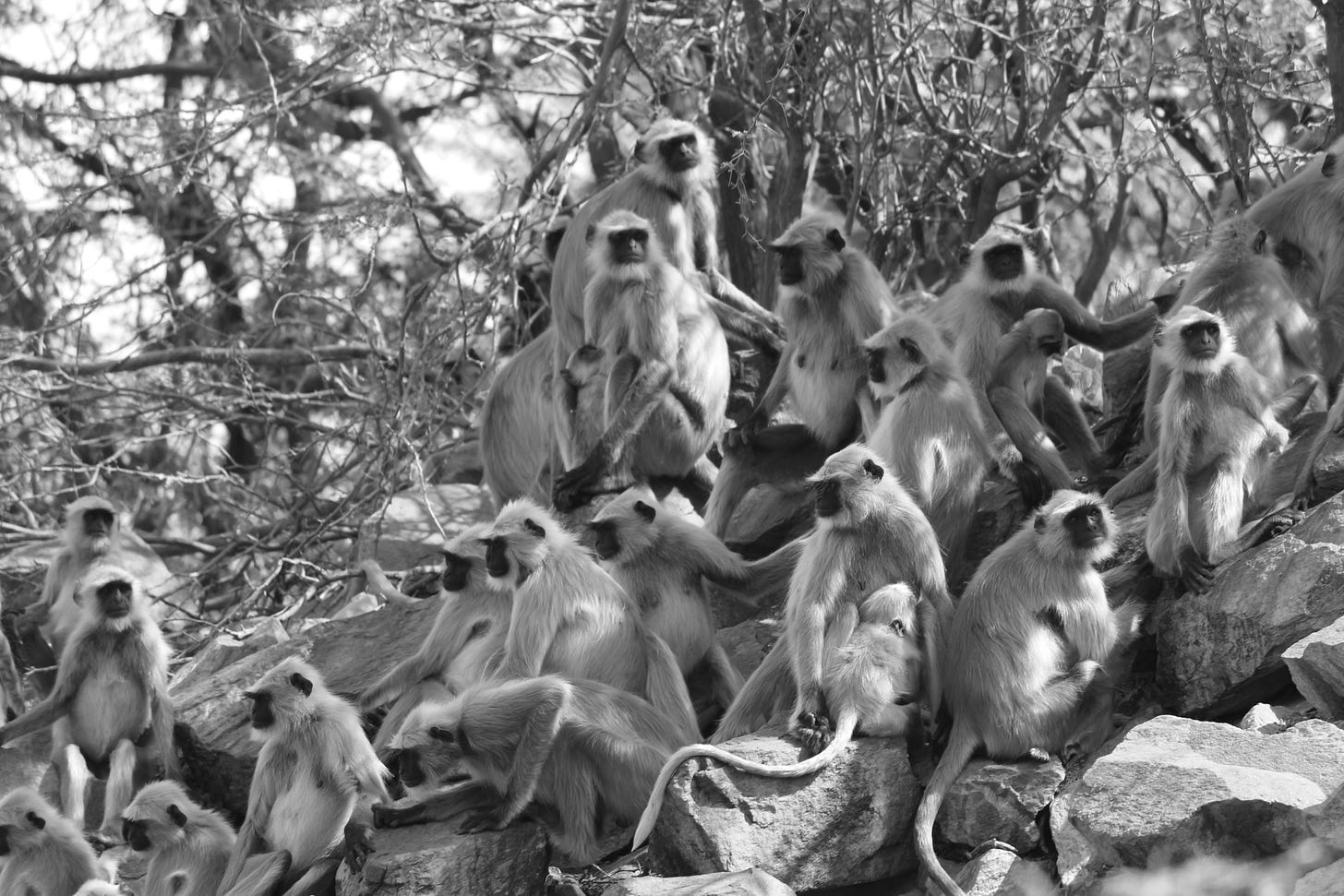 black and white shot of many monkeys (monkey mind meditation for writers) black and white shot of many monkeys (monkey mind meditation for writers)