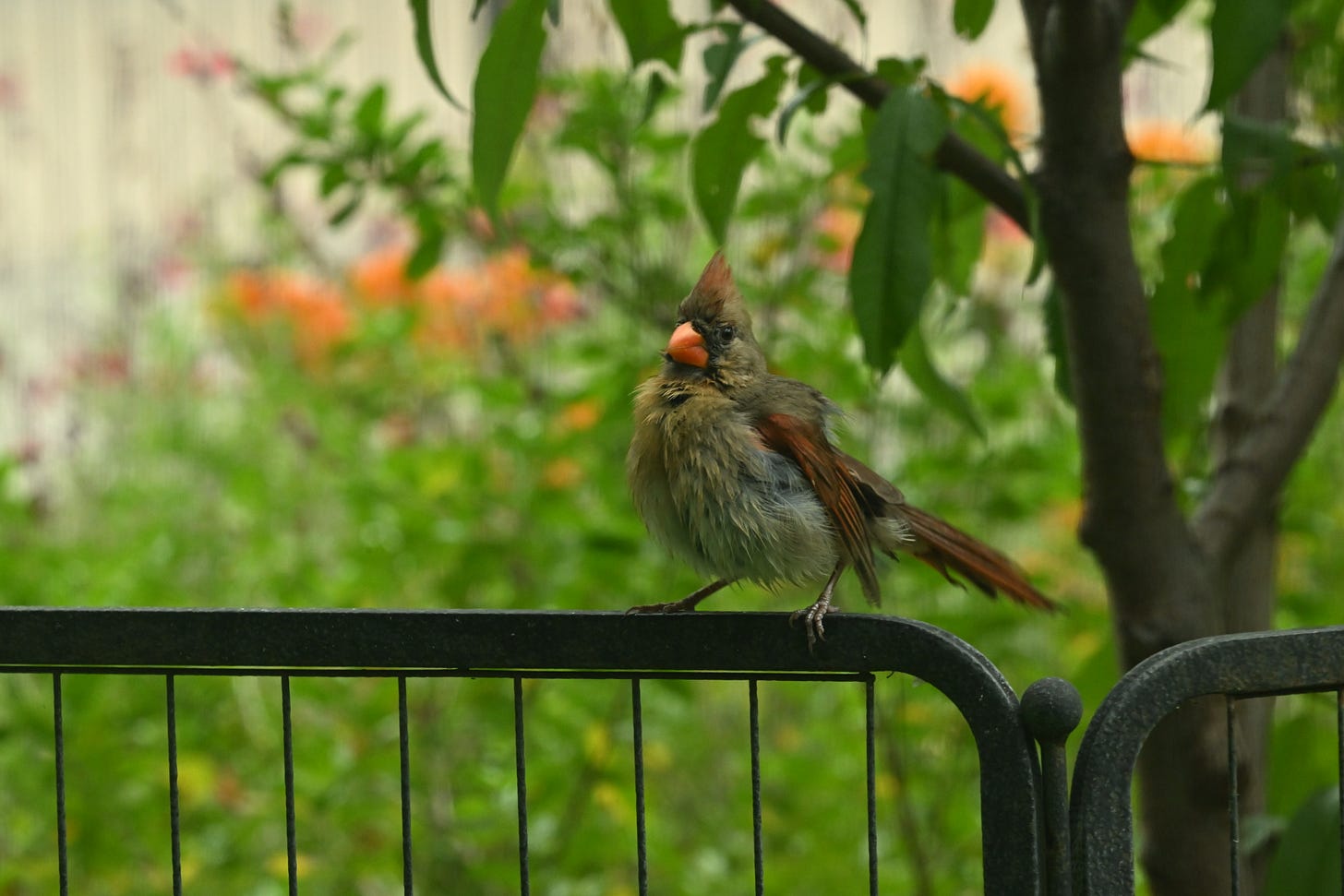 Female cardinal with fluffed-out feathers, perched on black metal rail