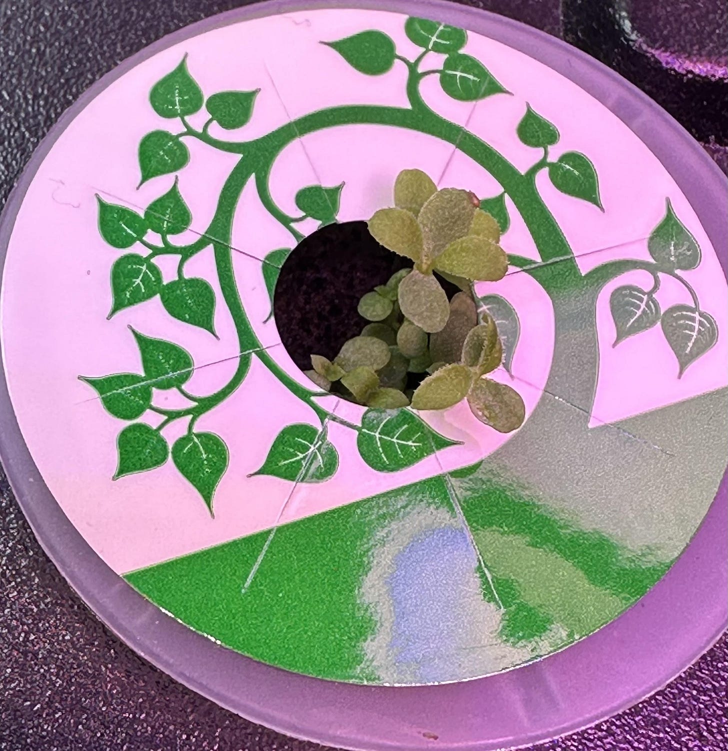 Wormwood seedling