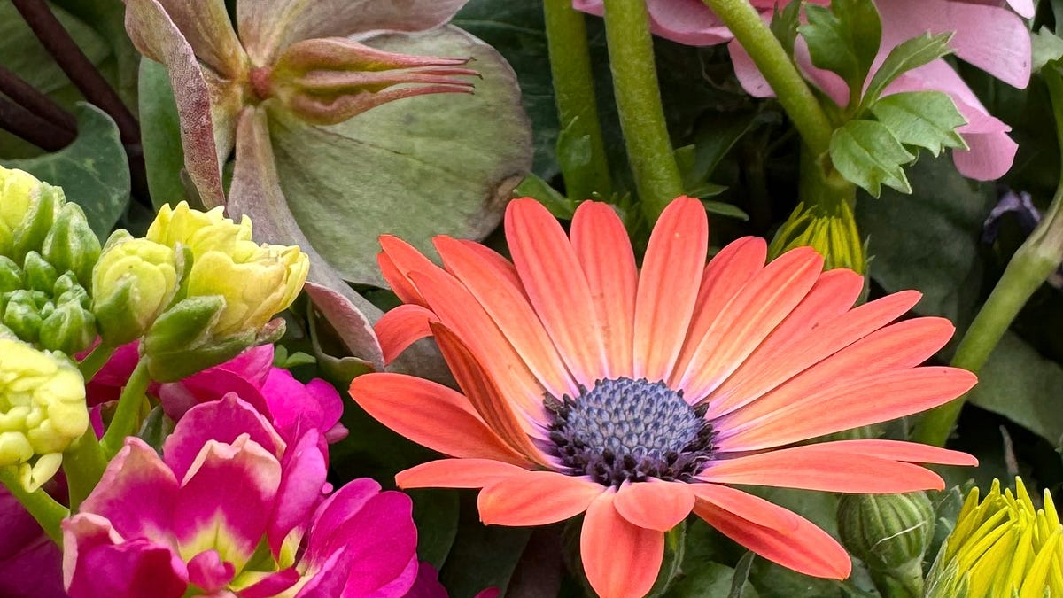 Bright Faces, Fresh Spaces: African Daisies to Love This Spring