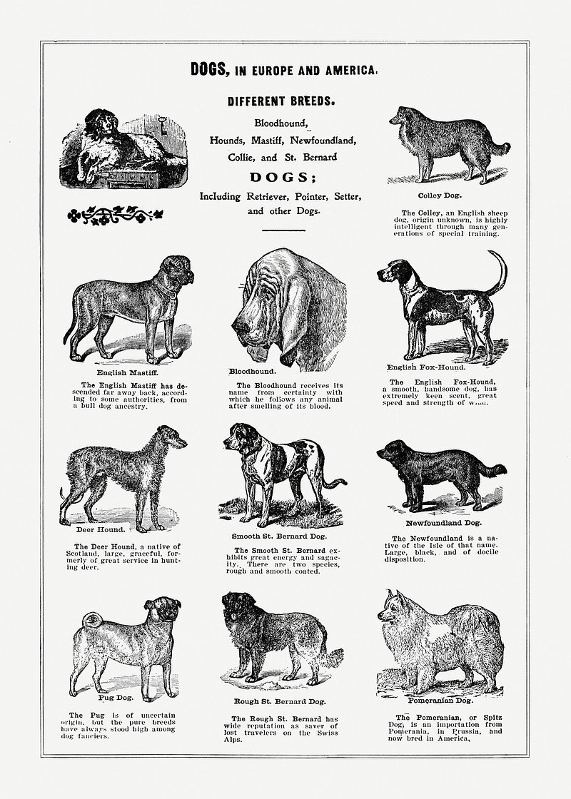 Dog Breeds Images | Free Photos, PNG Stickers, Wallpapers & Backgrounds - rawpixel Dog Breeds Images | Free Photos, PNG Stickers, Wallpapers & Backgrounds - rawpixel