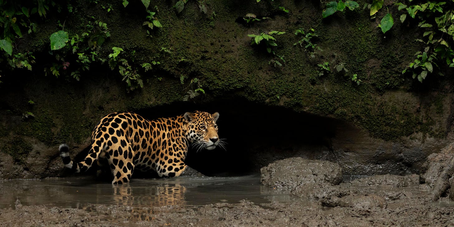 Jaguar. © Lucas Bustamante / Nature Picture Library