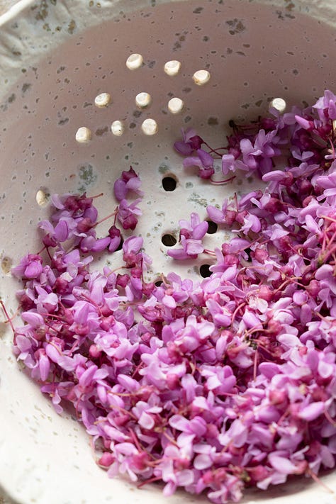 Close up images of Eastern Redbud flowers, shot by JB Douglas for The Wild Grocery