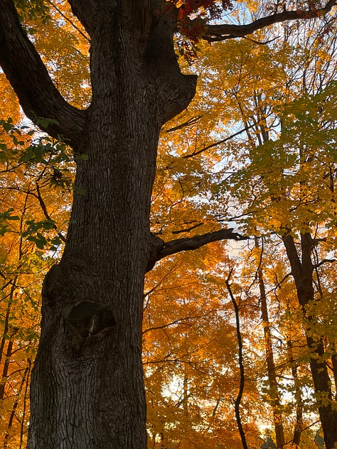 Yellow hickory, red maples, rusty dawn redwood, mixed hardwood forest on Asylum Lake, grapevines, and saffron bog Tamarack.