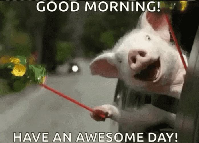 Good Morning Funny GIFs | GIFDB.com