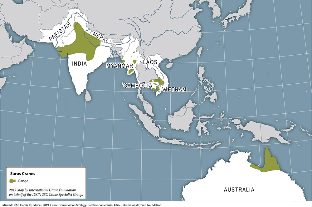 sarus_cranes_v2_1000.jpg