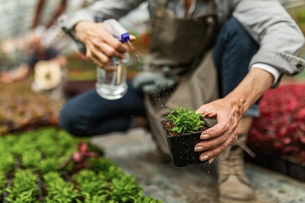 Free photo close up of female gardener taking care of plants and watering them with spray bottle in plant nursery