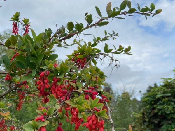 Ripe red barberries and bright yellow goldenseal roots
