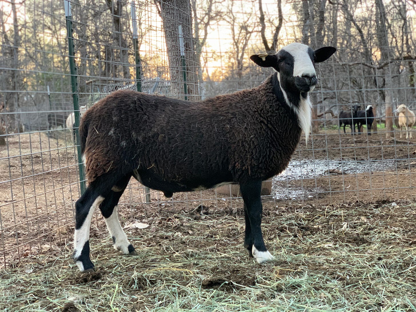 Katahdin buck black and white