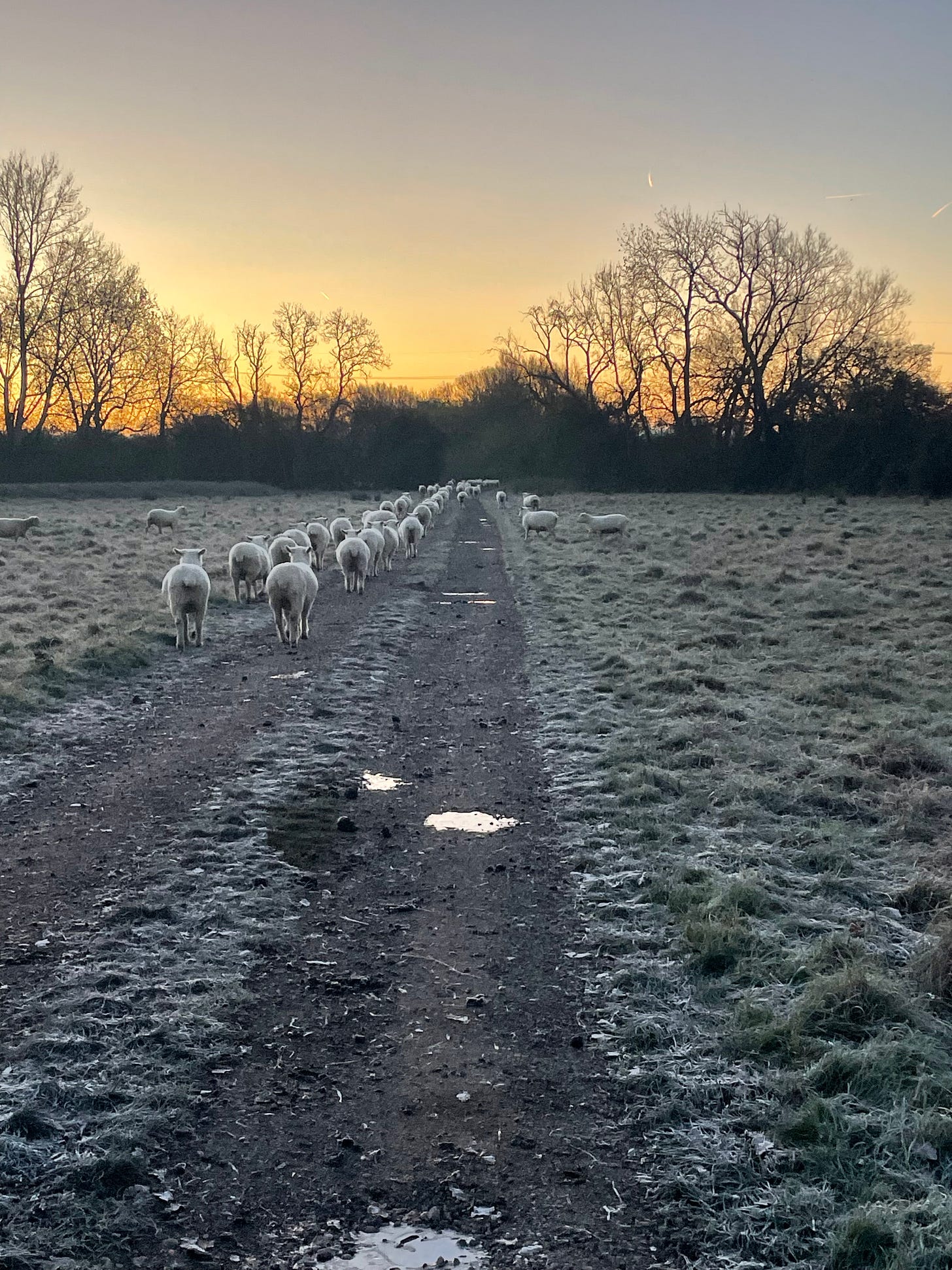 a group of sheep walking away from the camera towards a yellow sunrise, across frosty grass