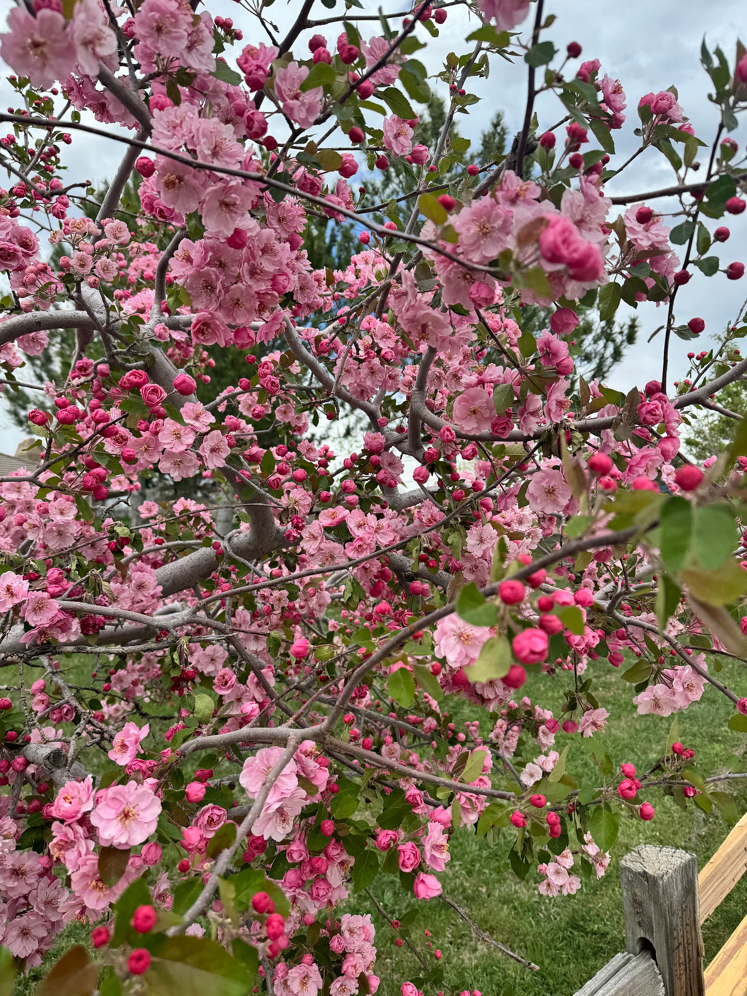 A photo of a tree with light and dark pink blooms all over