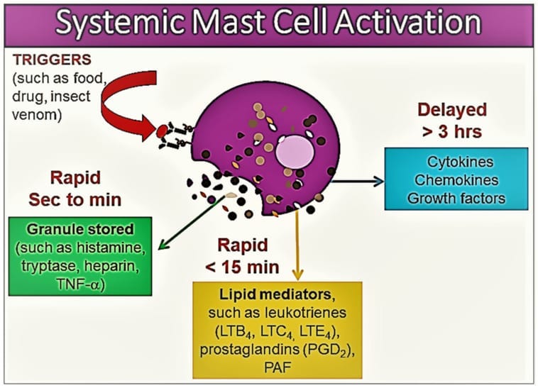 Why Mast Cells Wake You Between 2 and 4am https%3A%2F%2Fsubstack post media.s3.amazonaws.com%2Fpublic%2Fimages%2F7077b08a 77a5 44a9 8d6c