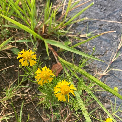 wildflowers on the Crabtree Creek Trail