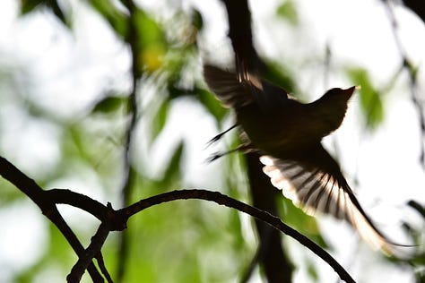 Close up of a picture of water on the edge of a leave about to drip over; red berries on a branch, pitted with indentations; berries that are deep purple and at the end of their season, limp and dying; blurry photo of a bird flying from a branch, wings outstretched; photo of black-capped chicadee sitting with head down in gray sky and snow; picture of a sparrow sitting in the snot, back to camera with head turned around looking back.