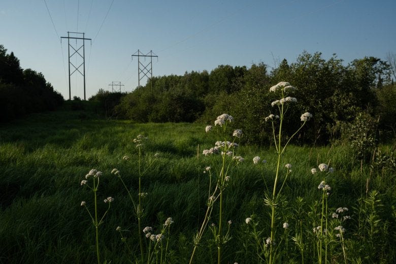 data centers site white wildflowers in a grassy field with power line towers running through trees in the background