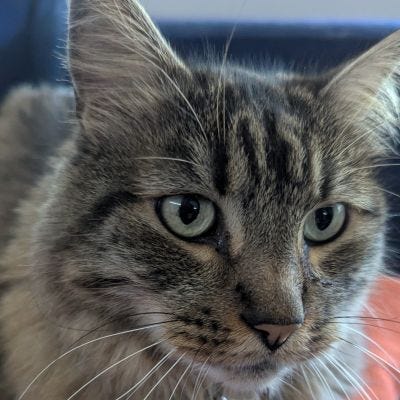A calico cat, a black Newfie, and a grey tabby Maine Coon cat
