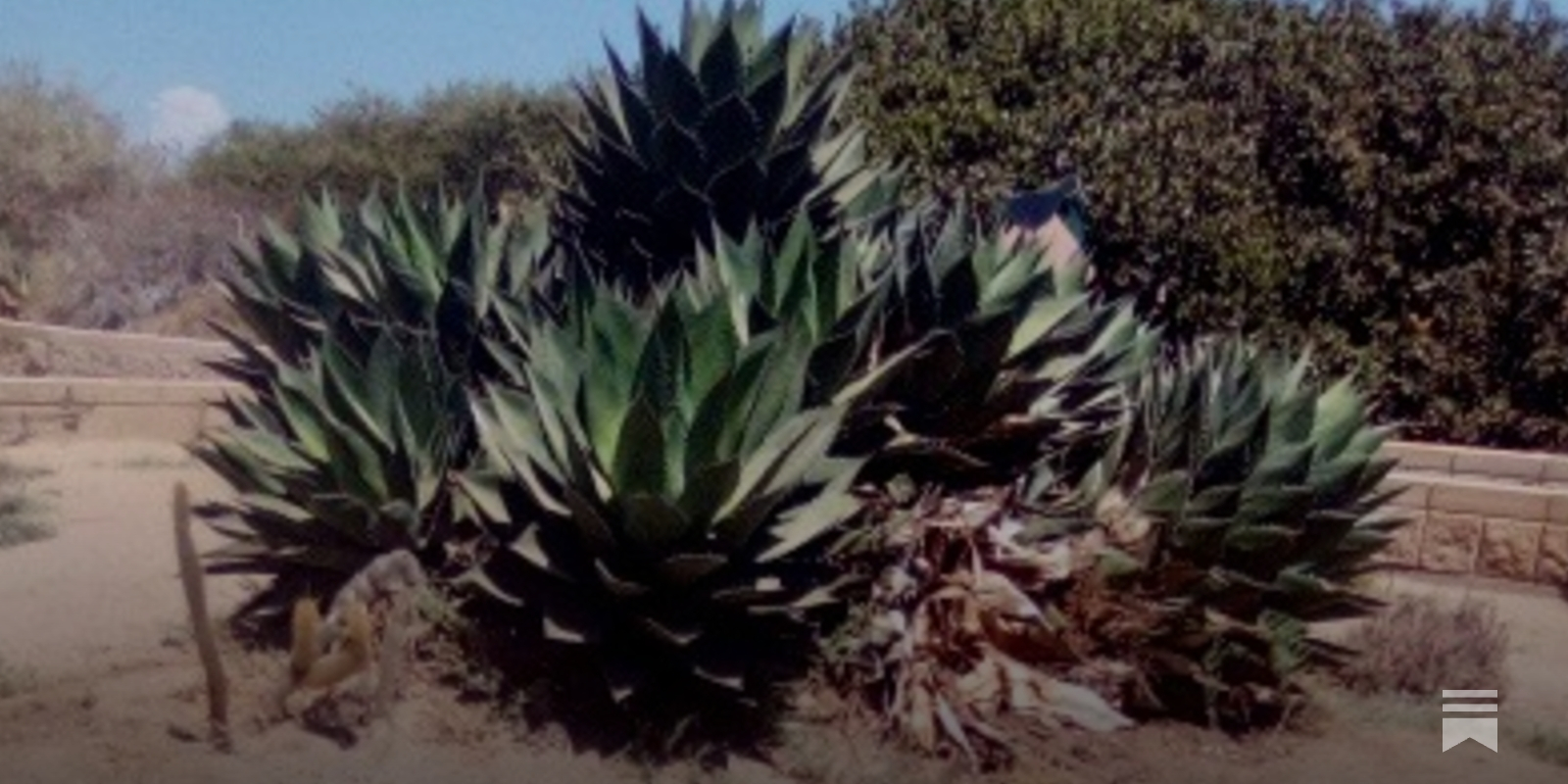 In Touch: Shaw's agave - by Paul Hormick