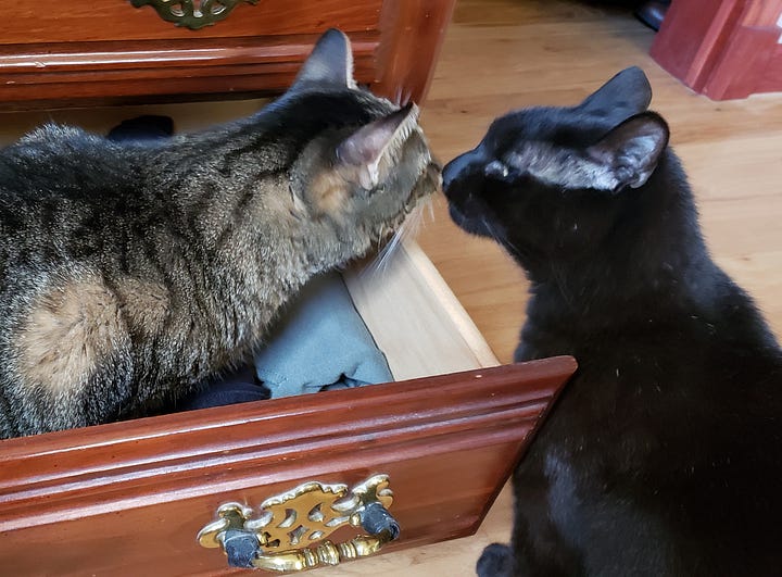 A brown tabby cat is in a dresser drawer. She leans out of it to give a black cat kisses. A woman cuddles a black cat on the couch.