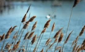 5,806 Bulrush Cane Stock Photos - Free ...