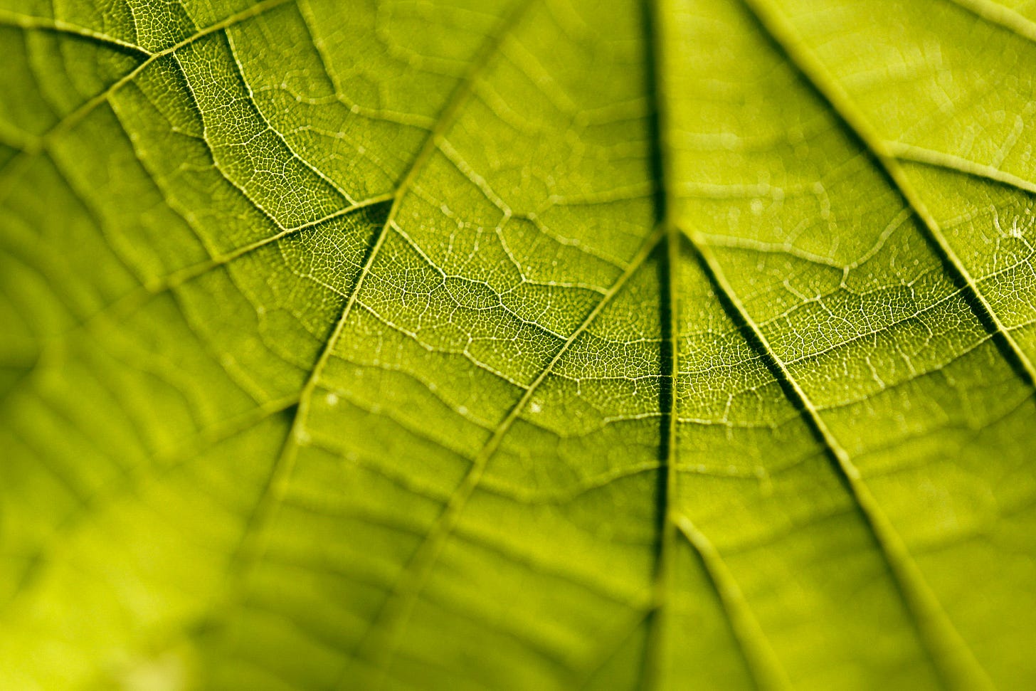Macro view of green stomata and ribs on a translucent lime leaf