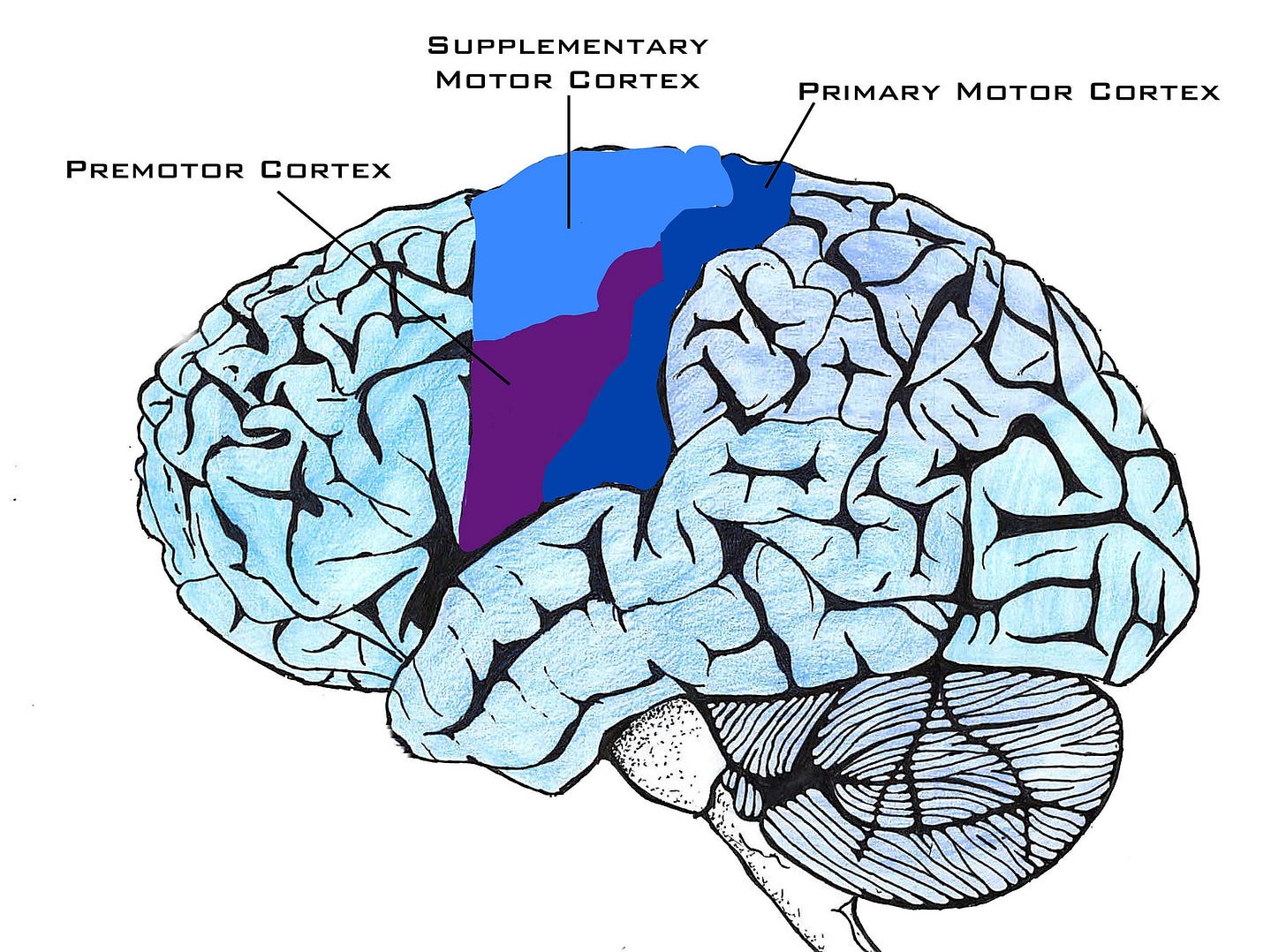 File:Motor Cortex Image.jpg - Wikimedia Commons