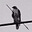 Piers hammond's avatar